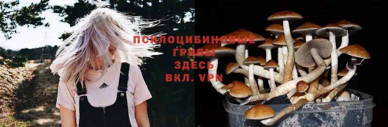 Псилоцибиновые грибы Psilocybe  даркнет формула  Химки 